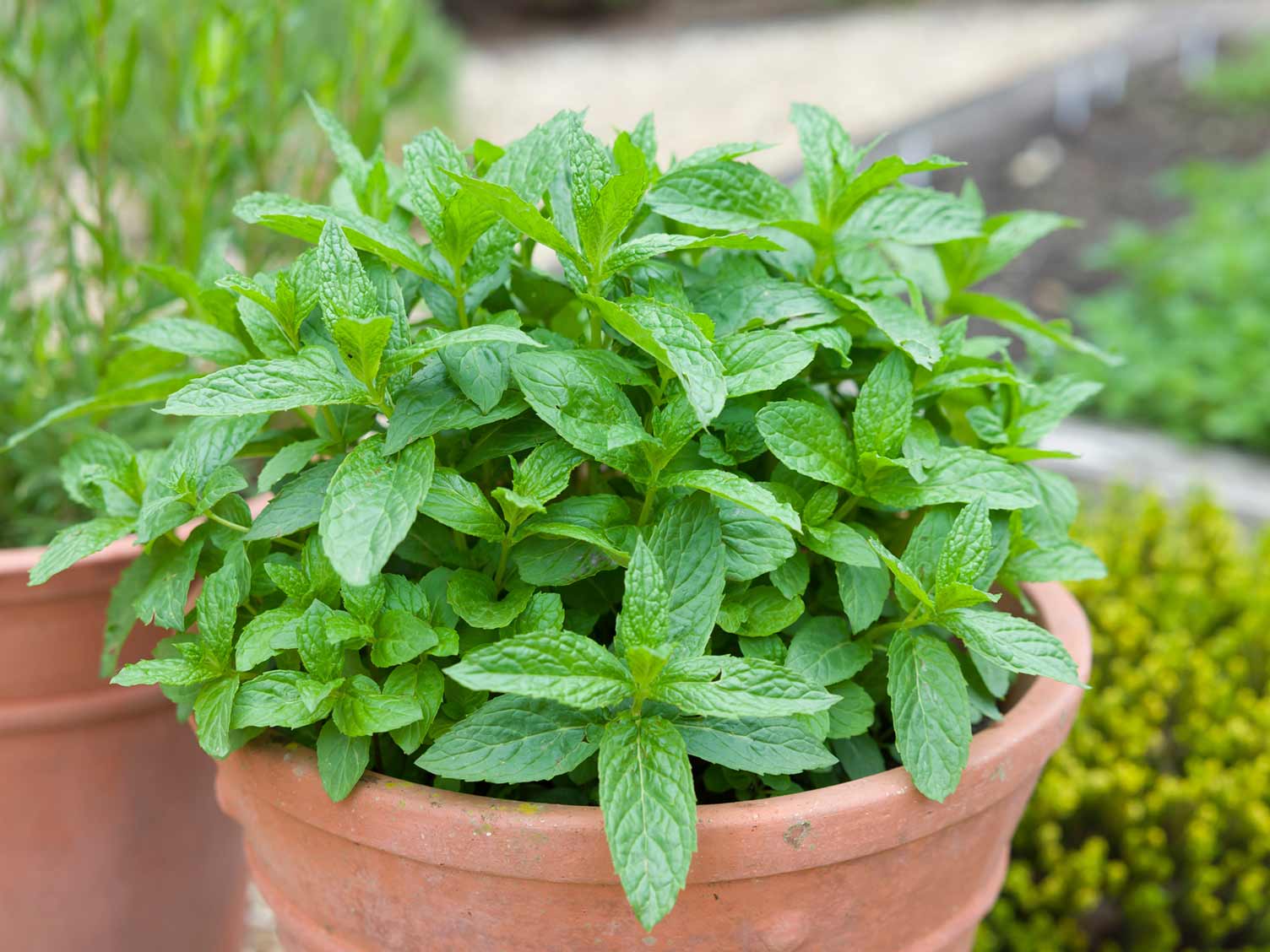 herb plants