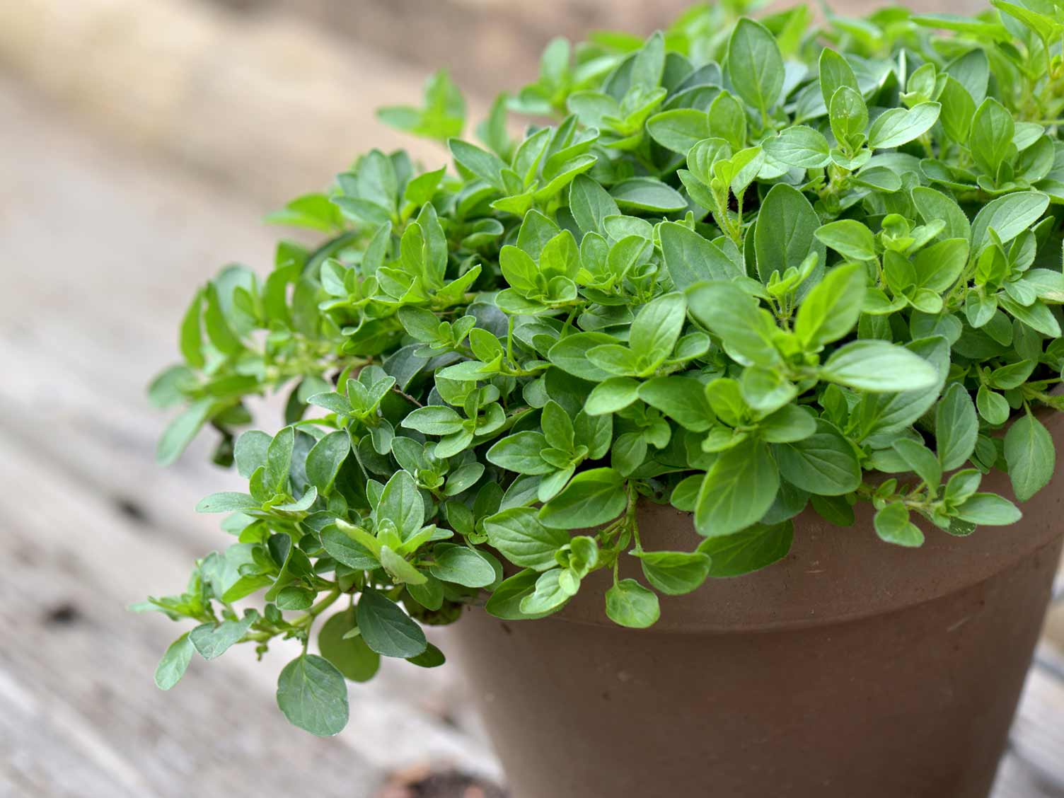 herb-closeup-oregano.jpg Oregano