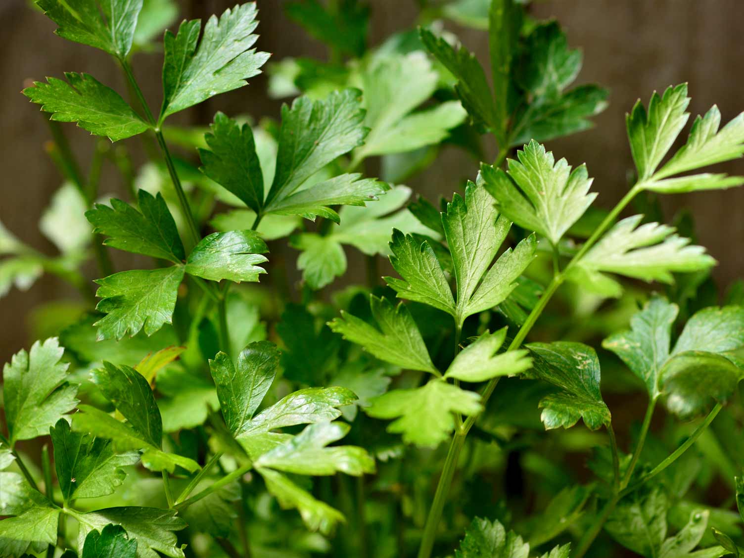 herb-closeup-parsley.jpg Parsley