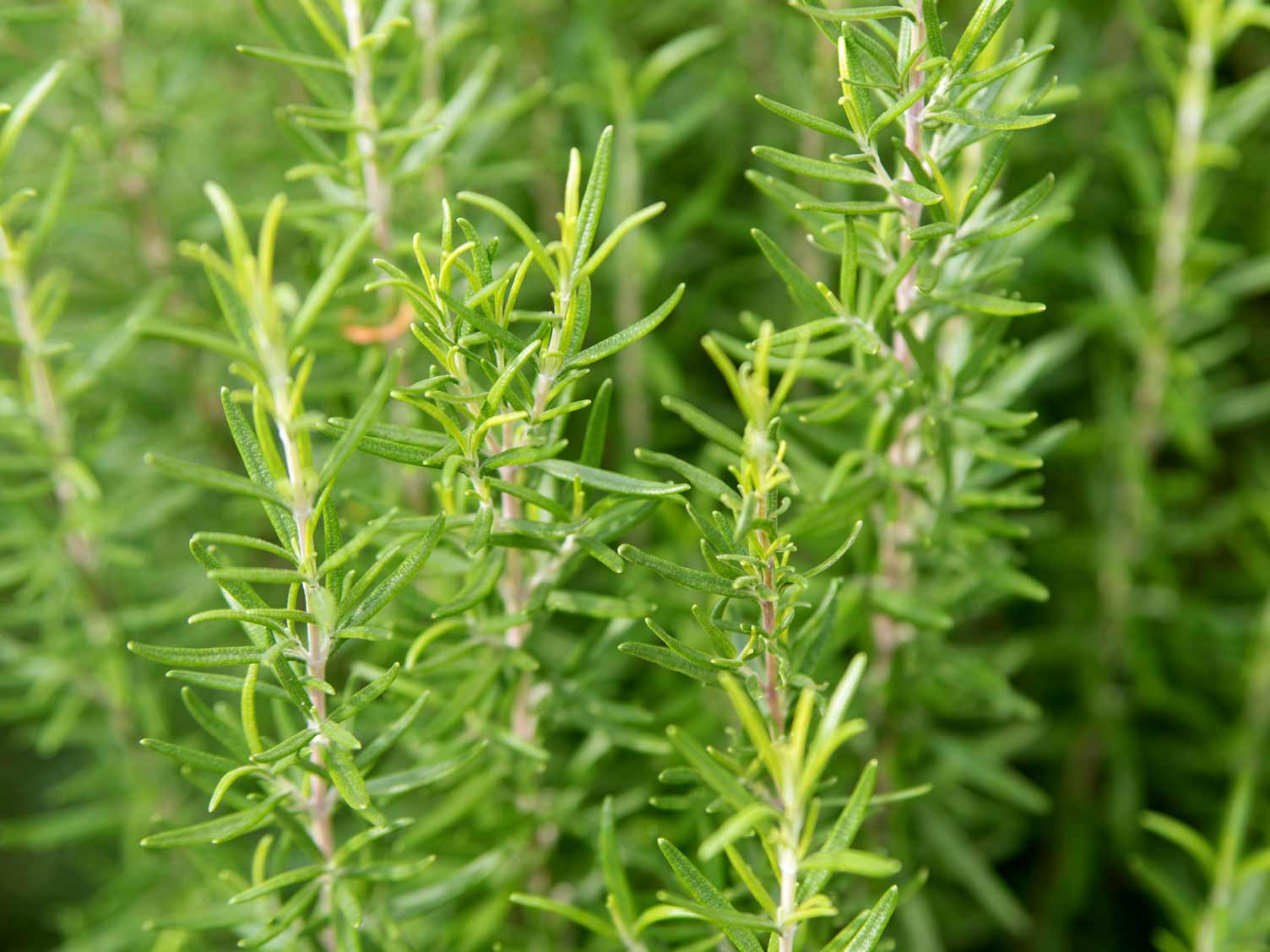 herb-closeup-rosemary.jpg Rosemary