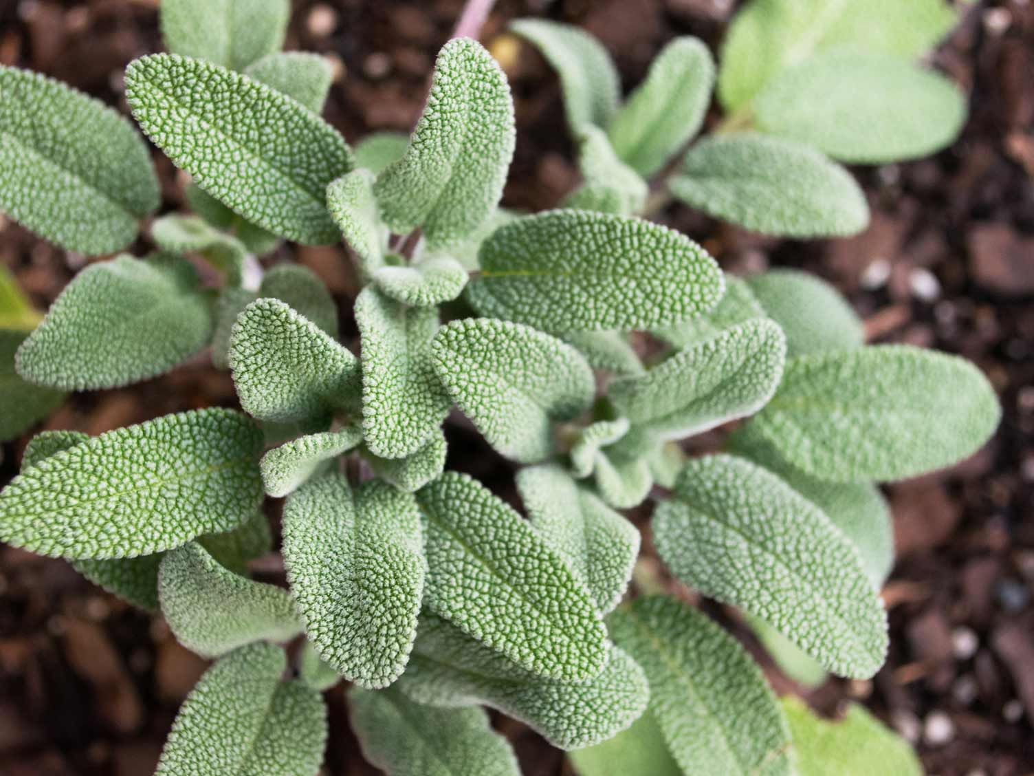 herb-closeup-sage.jpg Sage