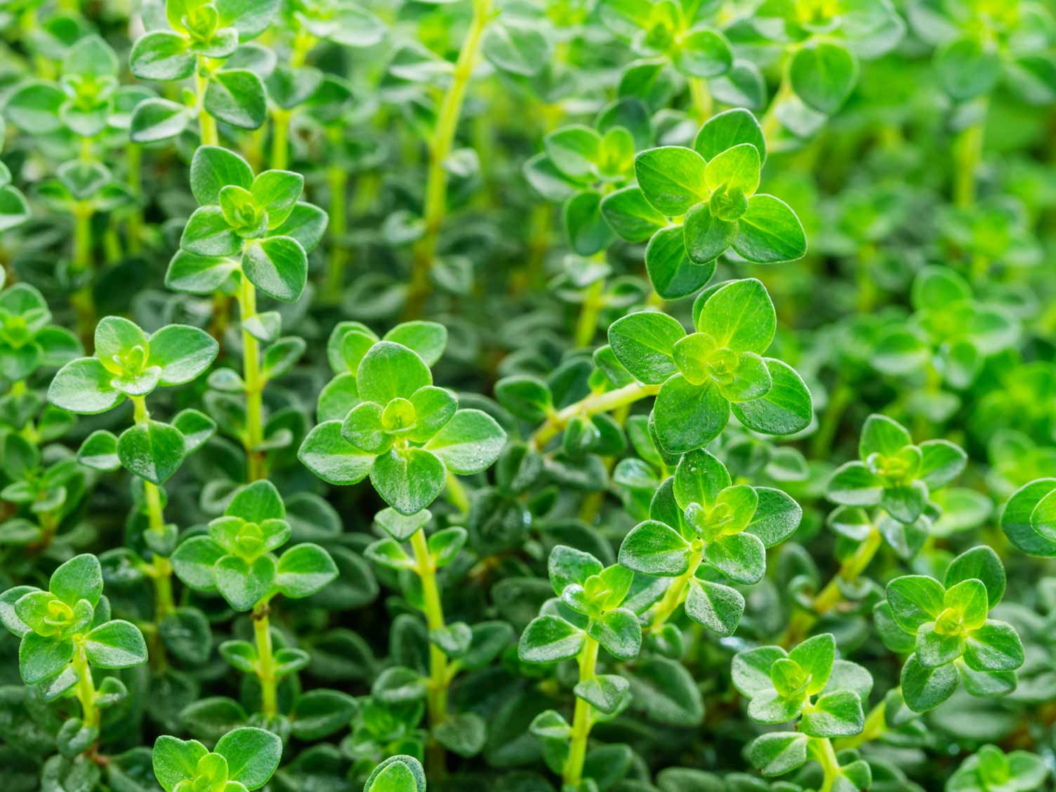 herb-lemon-thyme.jpg Lemon thyme herb