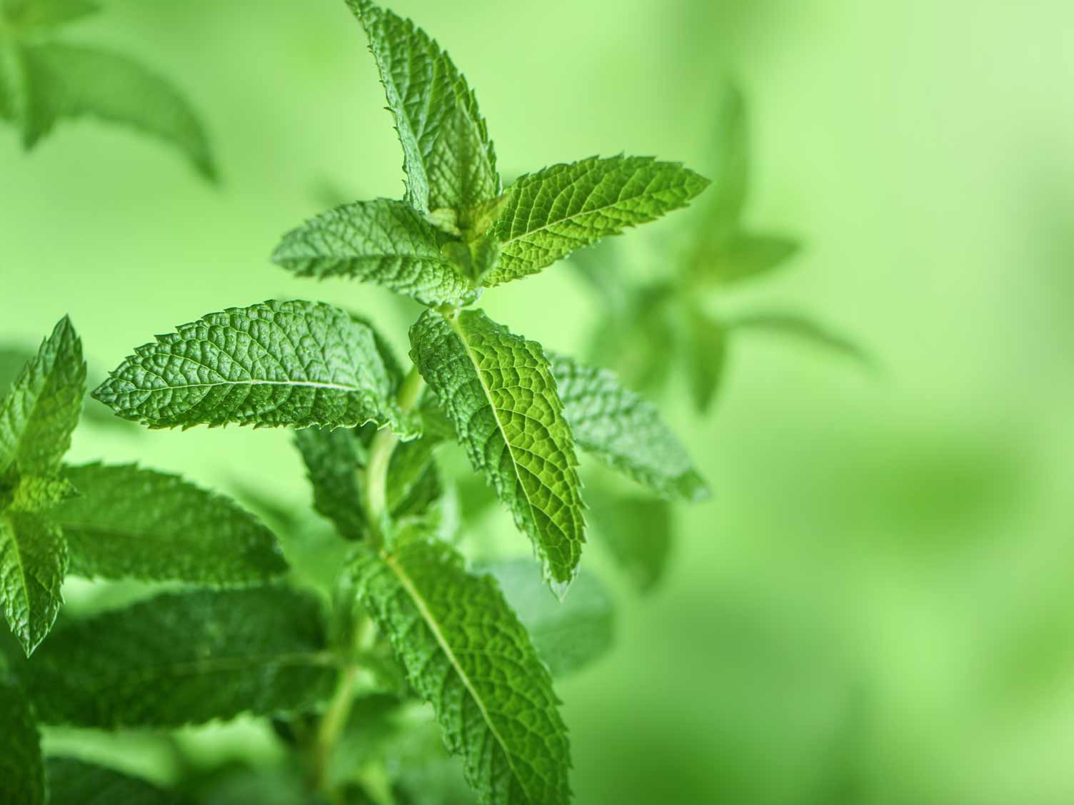 herb-mint.jpg Mint herb