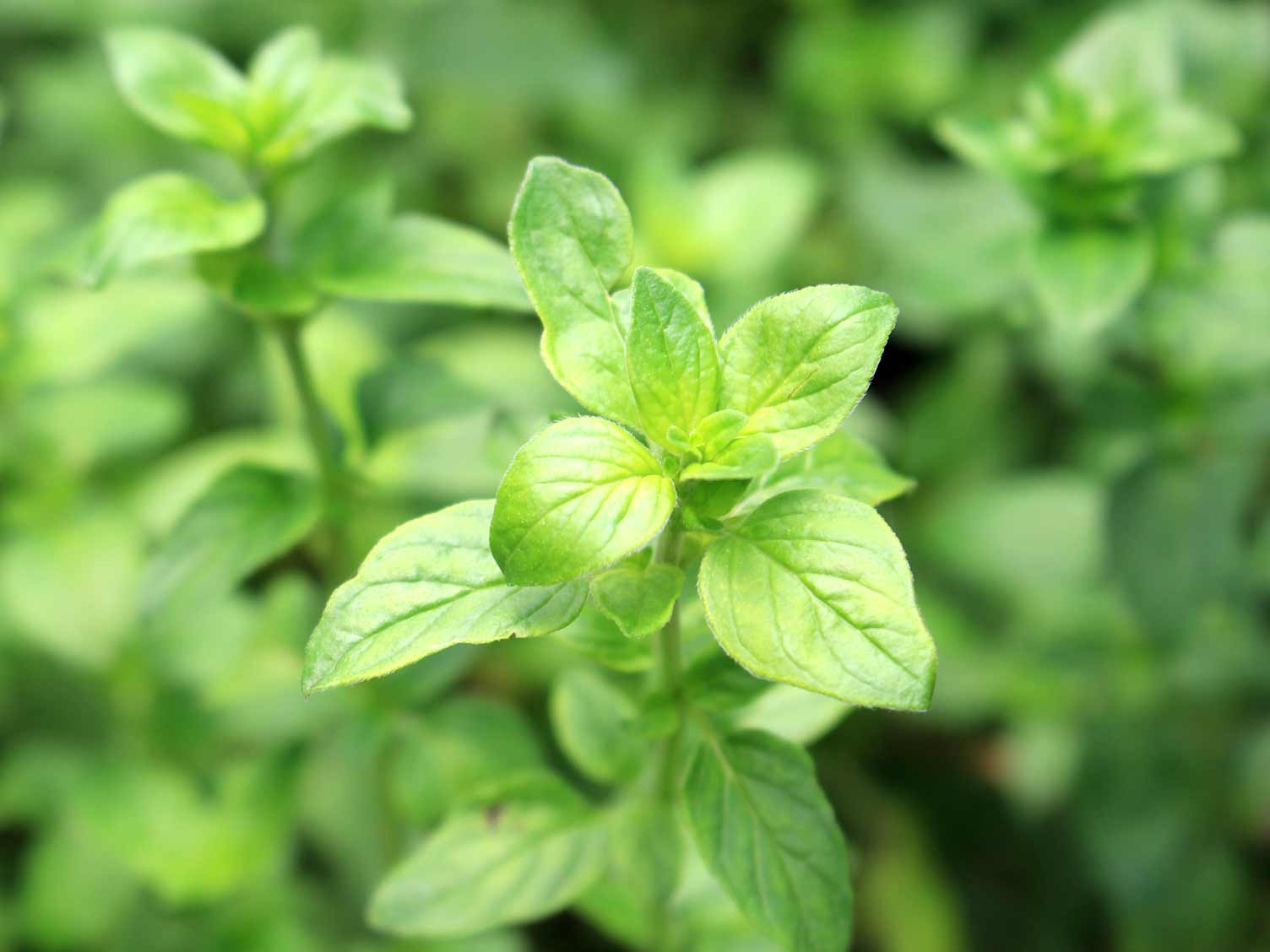 herb-oregano.jpg Oregano herb