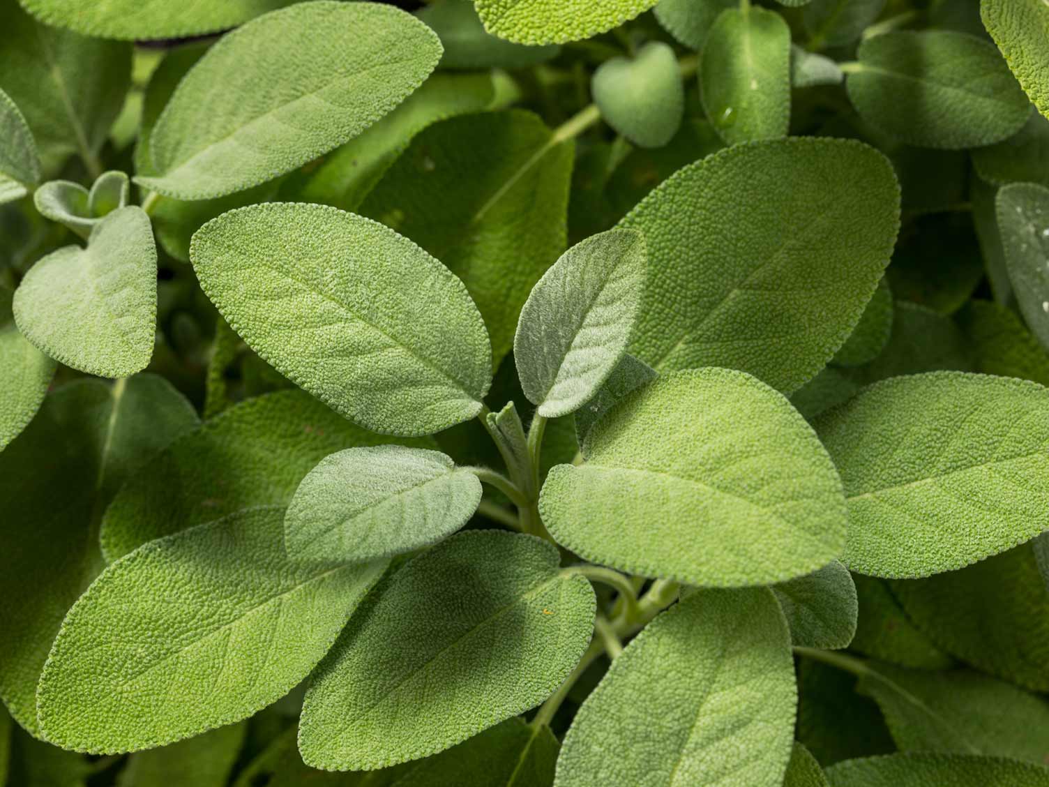 herb-sage.jpg Sage herb