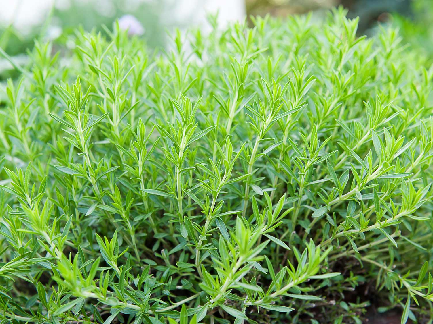 Tarragon herb