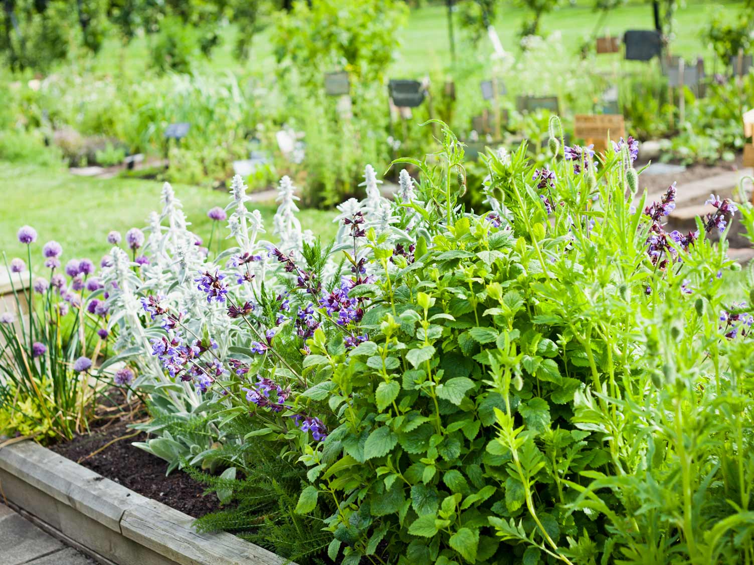 herbs-in-the-garden.jpg Herb garden