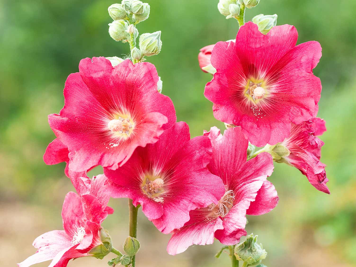 hollyhocks-flowers-closeup.jpg Hollyhocks flowers closeup