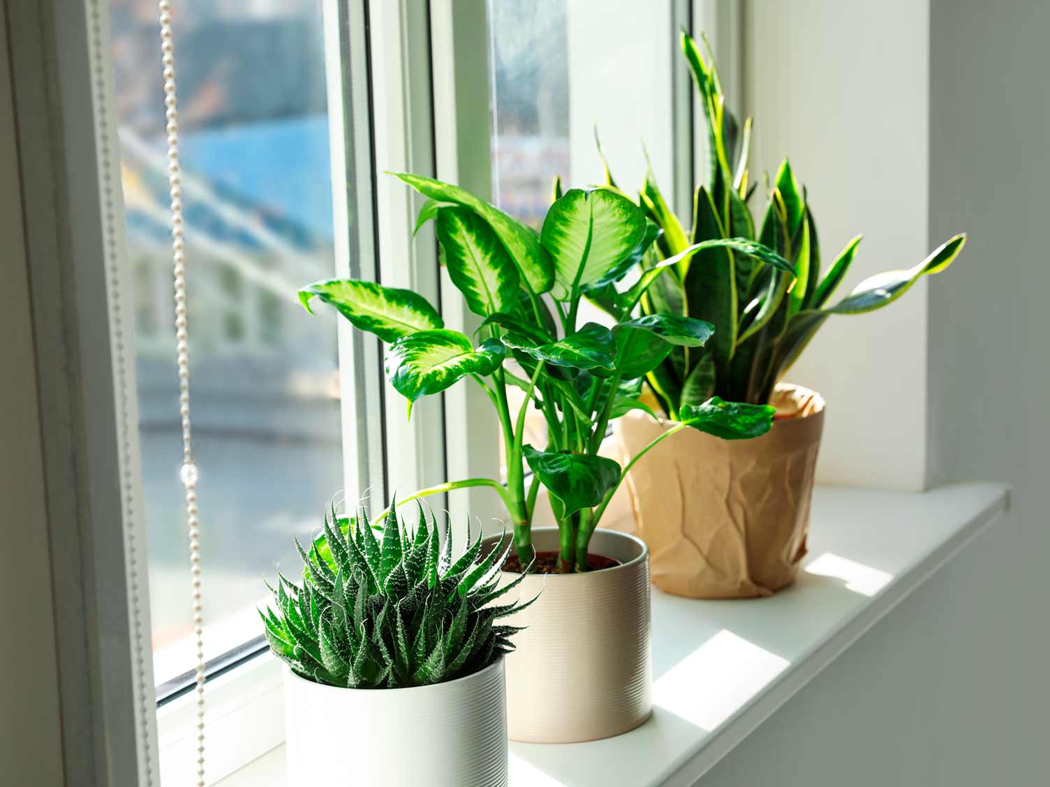 houseplants-thrive-on-windowsills.jpg Houseplants on windowsill