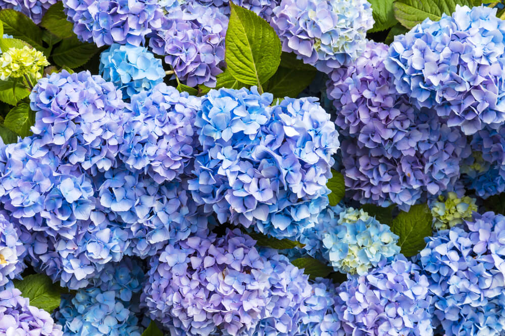 How and when to prune hydrangeas