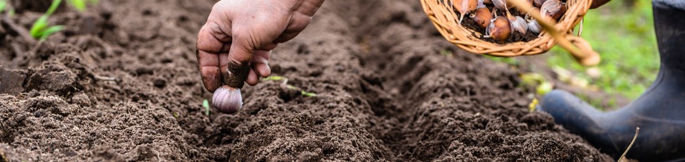 Planting Garlic