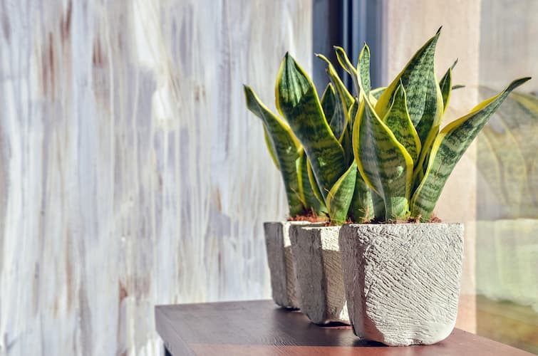 How To Care For Snake Plants