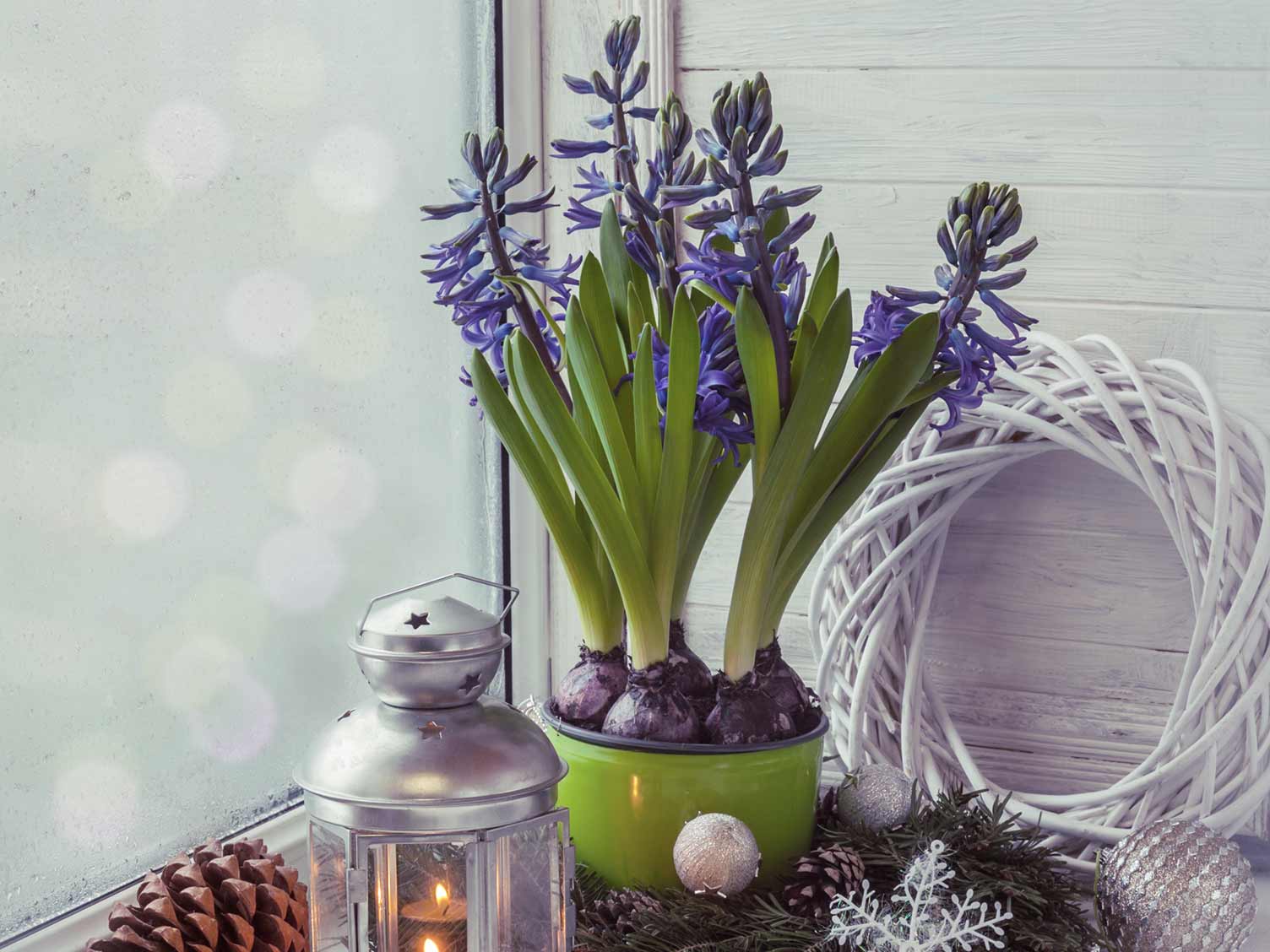 hyacinth-in-pot.jpg Hyacinth