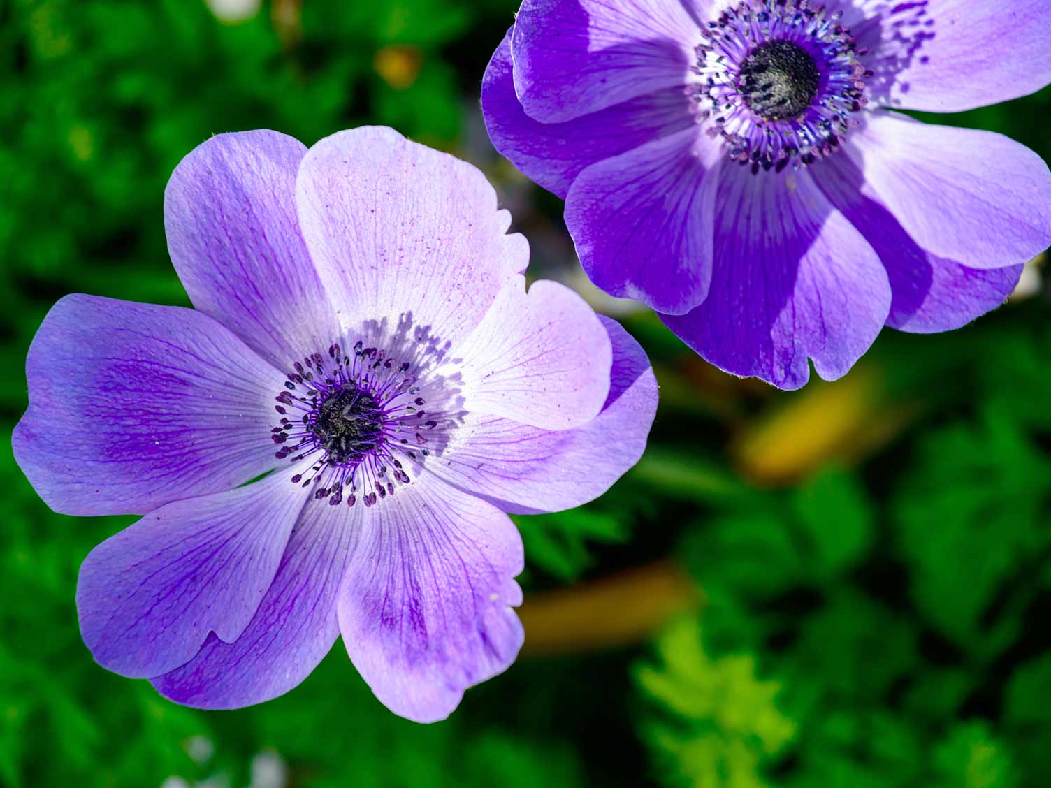 Japanese Anemone