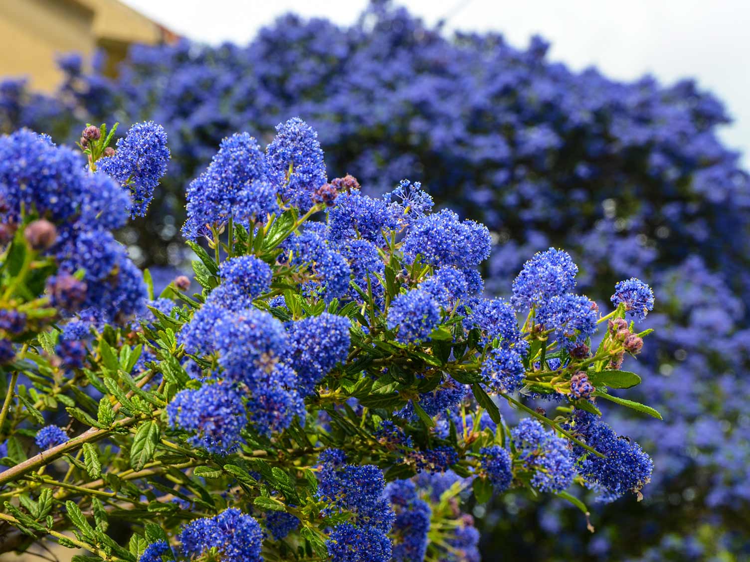 large-ceanothus-bush.jpg Ceanothus bushes can grow fairly large