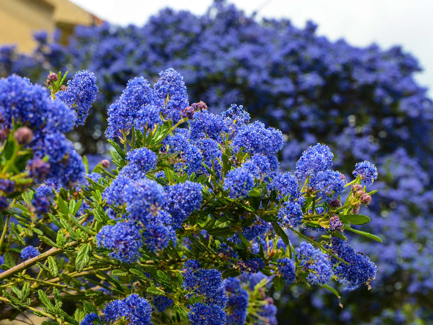 Image of Ceanothus shrub