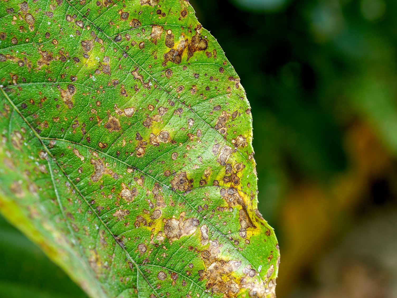 leaf-rust-closeup.jpg Rust disease on plant leaf closeup