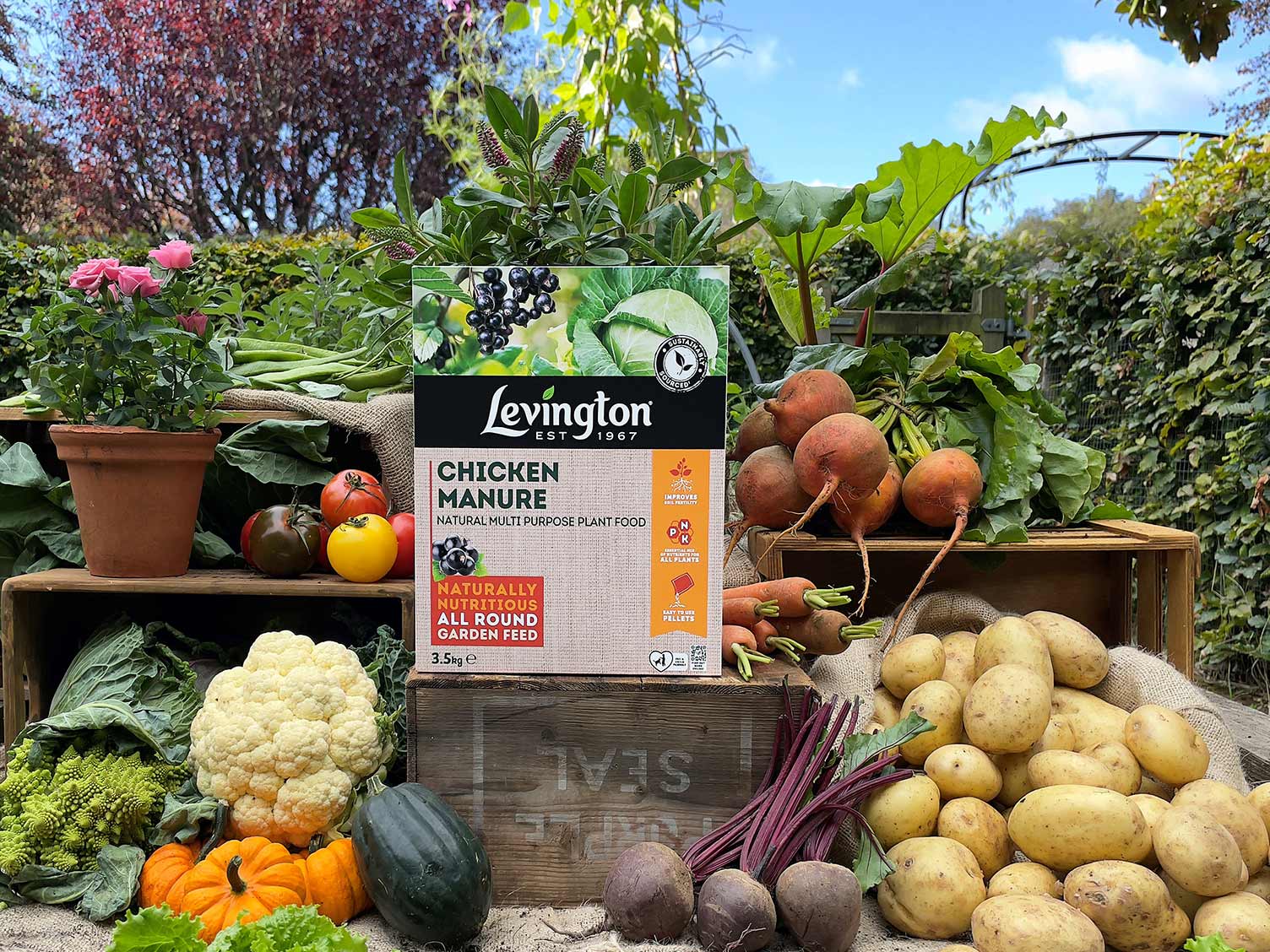 levington-chicken-manure-in-use.jpg Using chicken manure pellets