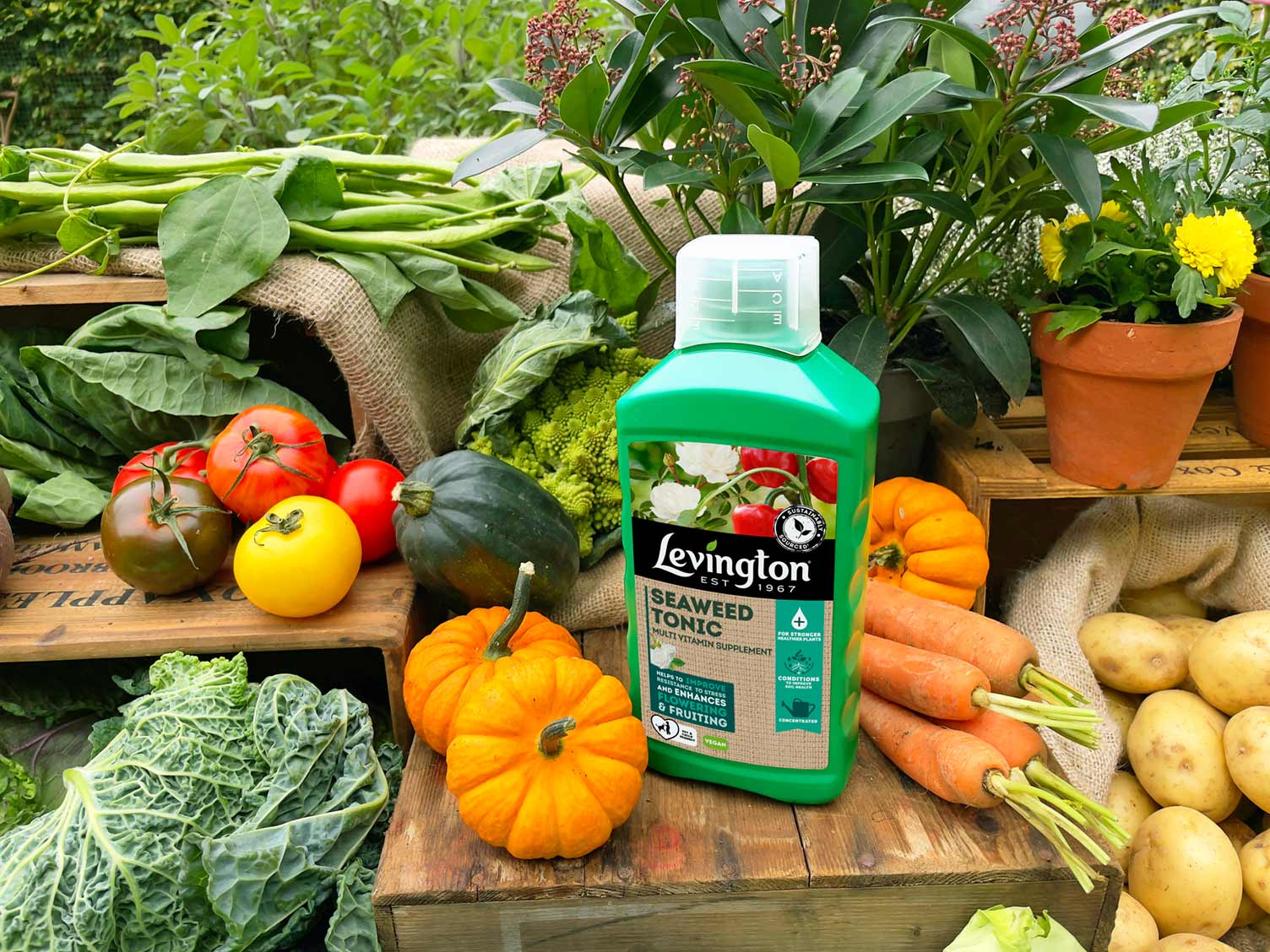 levington-seaweed-tonic-in-use.jpg Using Levington Seaweed Plant Tonic