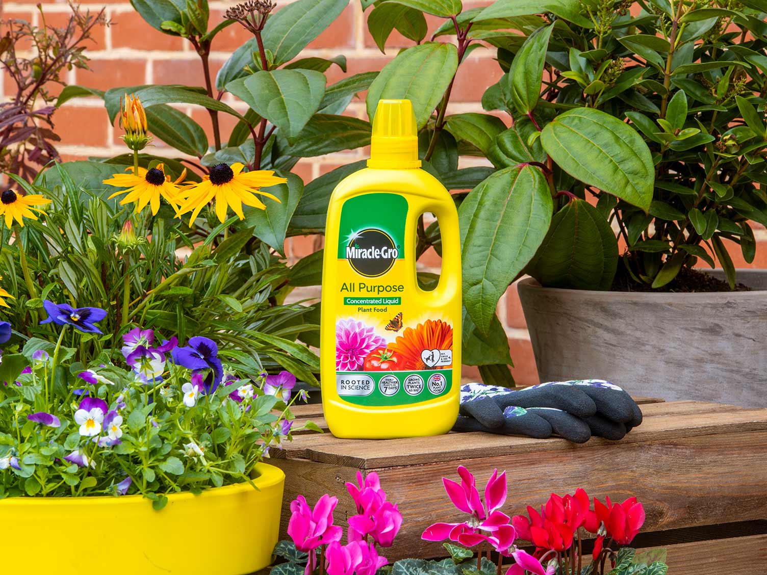 lifestyle-miracle-gro-all-purpose-concentrate-liquid-plant-food-800ml.jpg Using a liquid plant food for best results