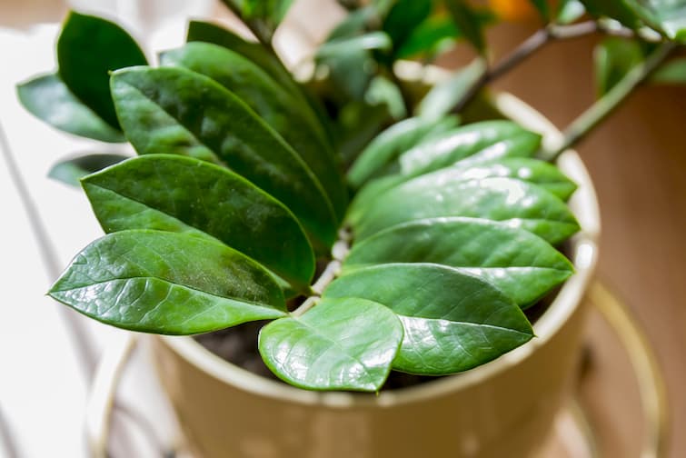 low-maintenance-houseplants-1.jpg Low Maintenance Houseplants