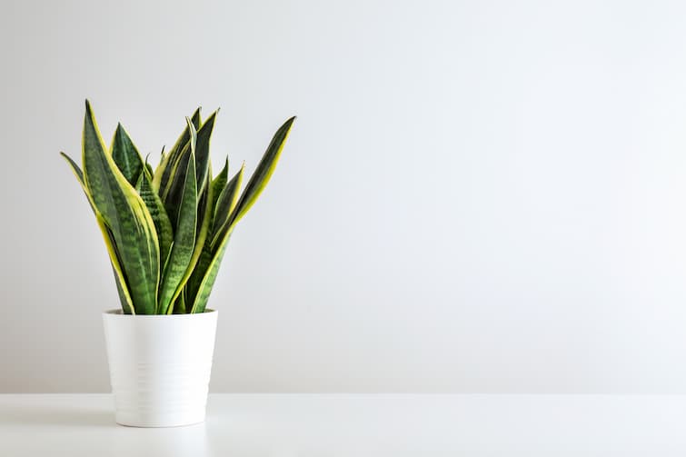 Low Maintenance Houseplants Low Maintenance Houseplants