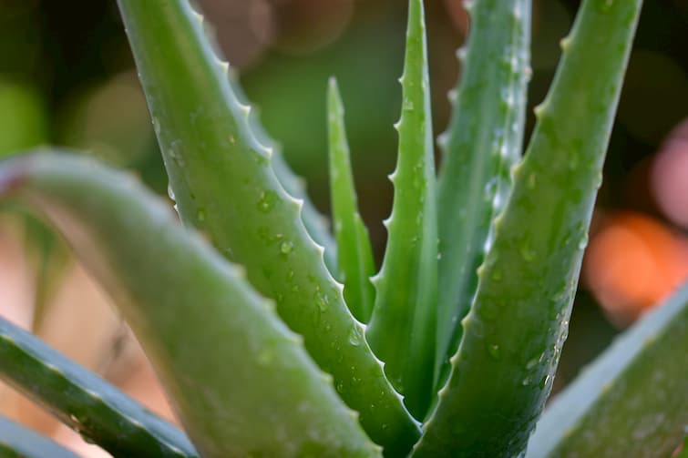 Low Maintenance Houseplants Low Maintenance Houseplants