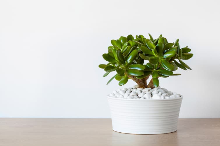 Low Maintenance Houseplants Low Maintenance Houseplants