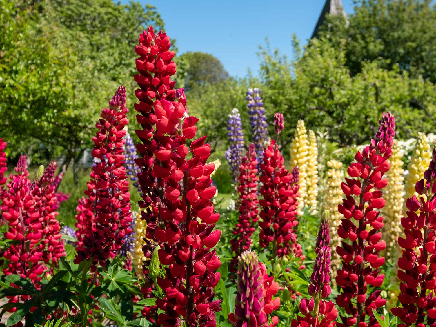 lupin-flowers-2.jpg Lupin flowers come in many different colours and shades
