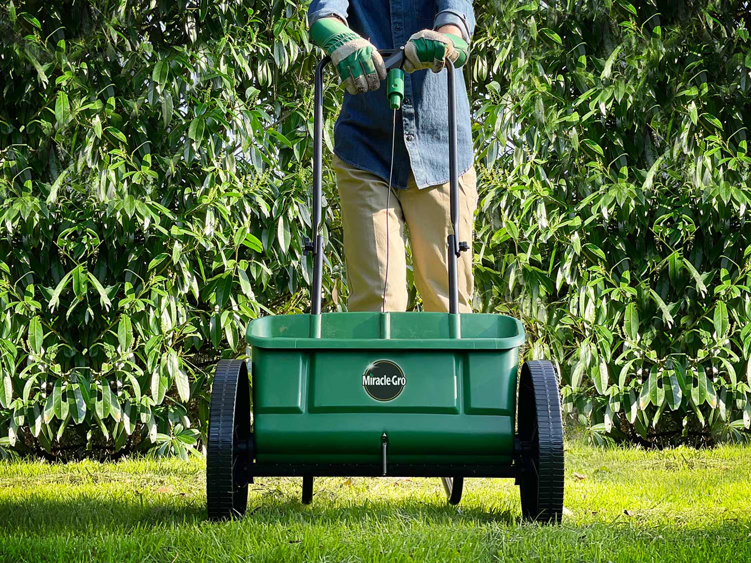 miracle-gro-drop-spreading.jpg Miracle-Gro Drop Spreader in use