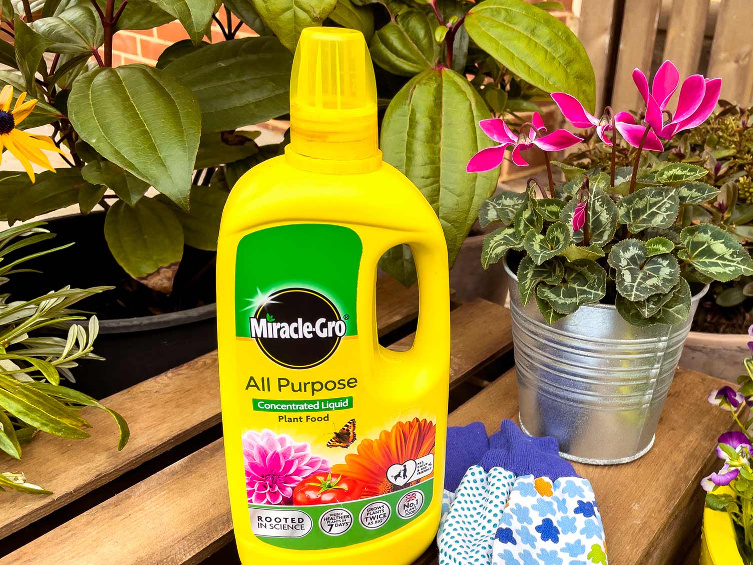 miracle-gro-liquid-plant-food-for-houseplants.jpg Miracle-Gro All Purpose Liquid Plant Food can be used to feed houseplants