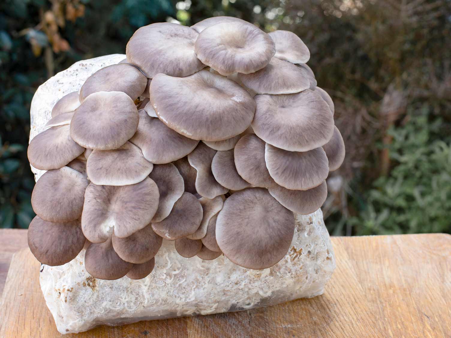 Mushroom Cultivation  Infected Oyster Mushroom Loaf Bag Stock Photo  Picture And Royalty Free Image Image 72289601