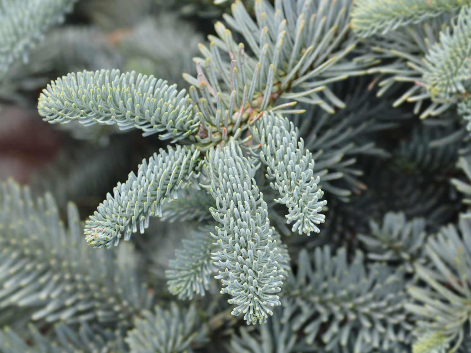 noble-fir.jpg Nobel Fir closeup