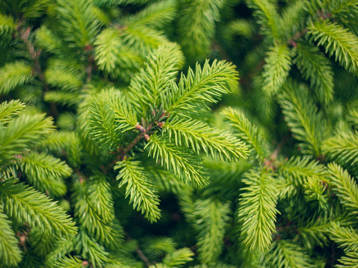 norway-spruce-closeup.jpg Norway Spruce closeup