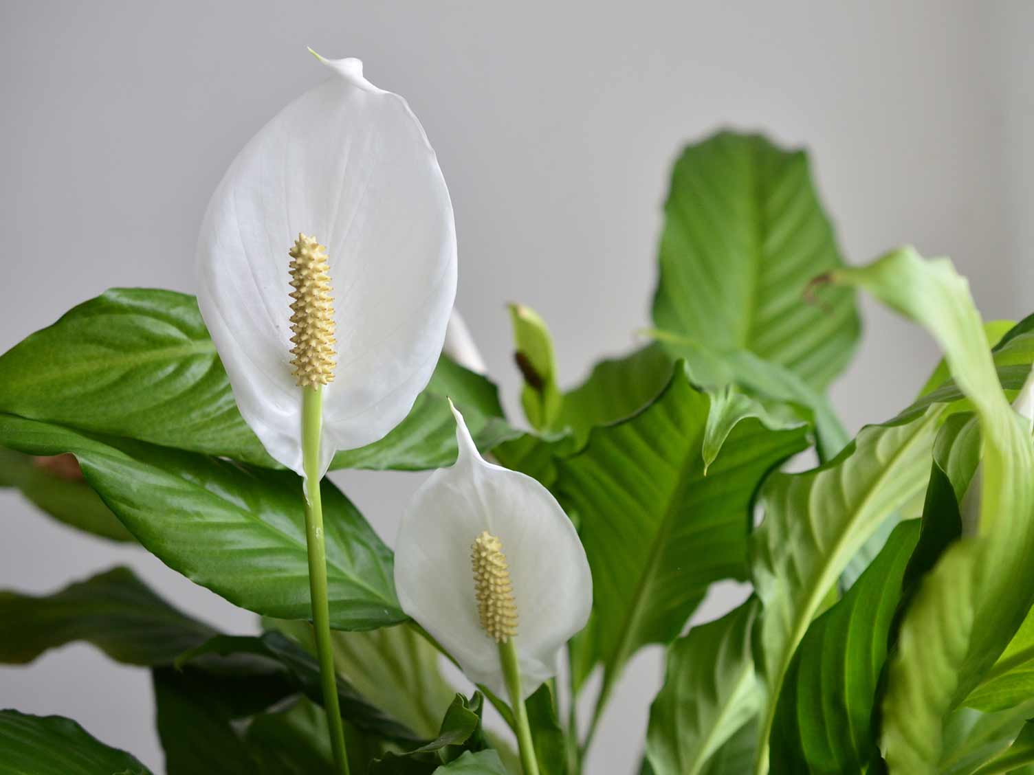 peacy-lily-flowers.jpg Peace lily