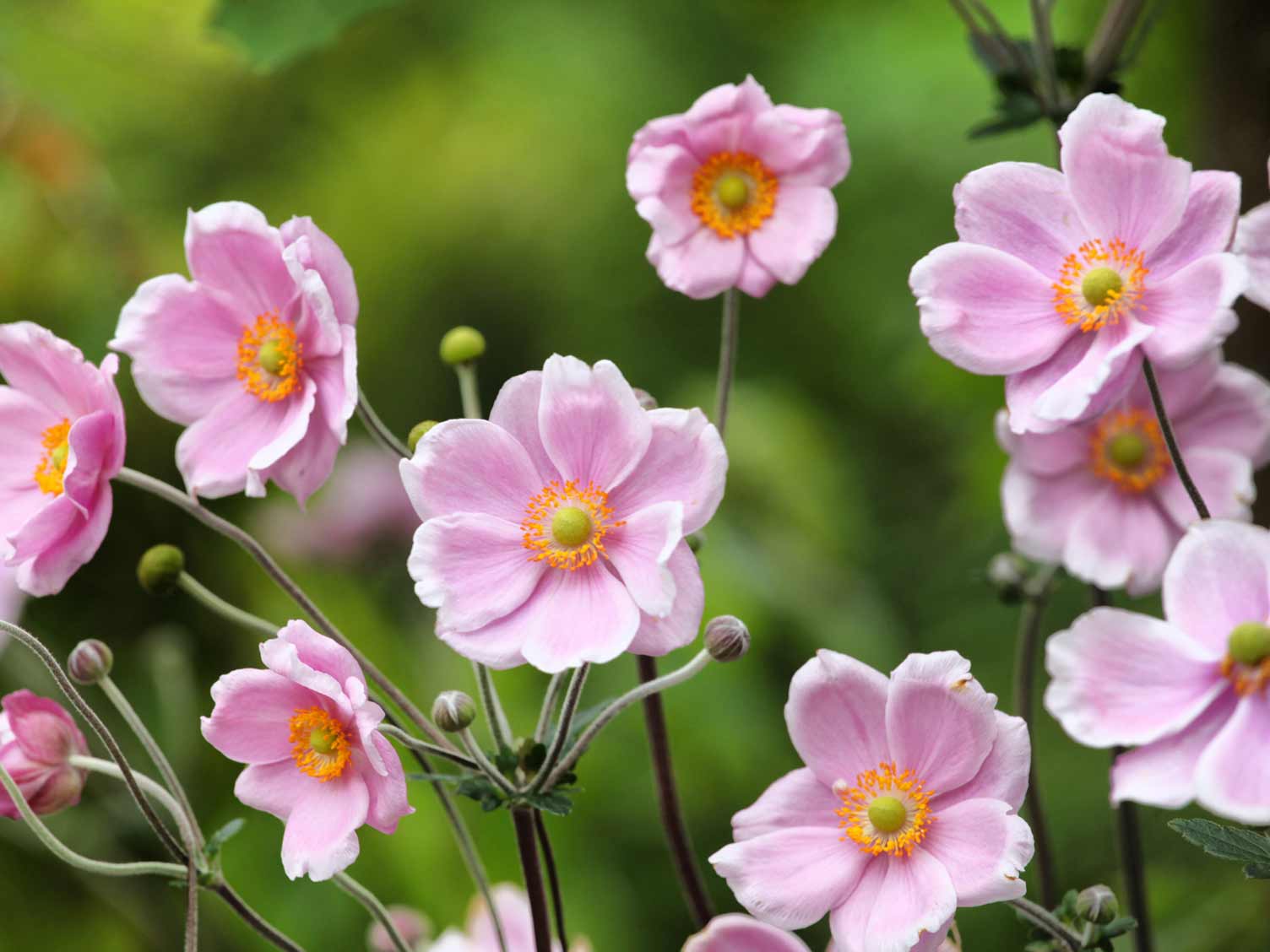 Pink Anemone flowers closeup