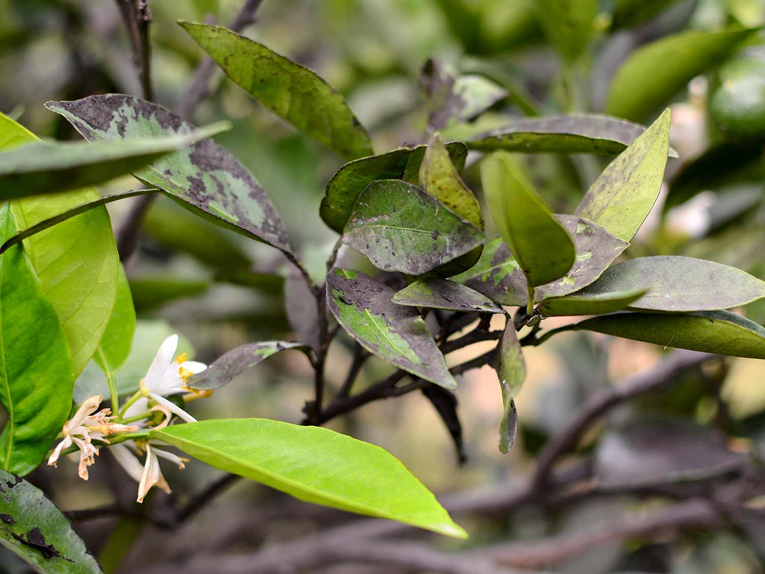 plant-leaf-sooty-mould.jpg Plant affected by sooty mould