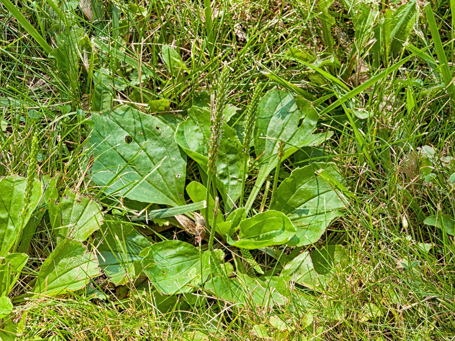 plantain-weed-in-lawn.jpg Plantain weed growing in a lawn