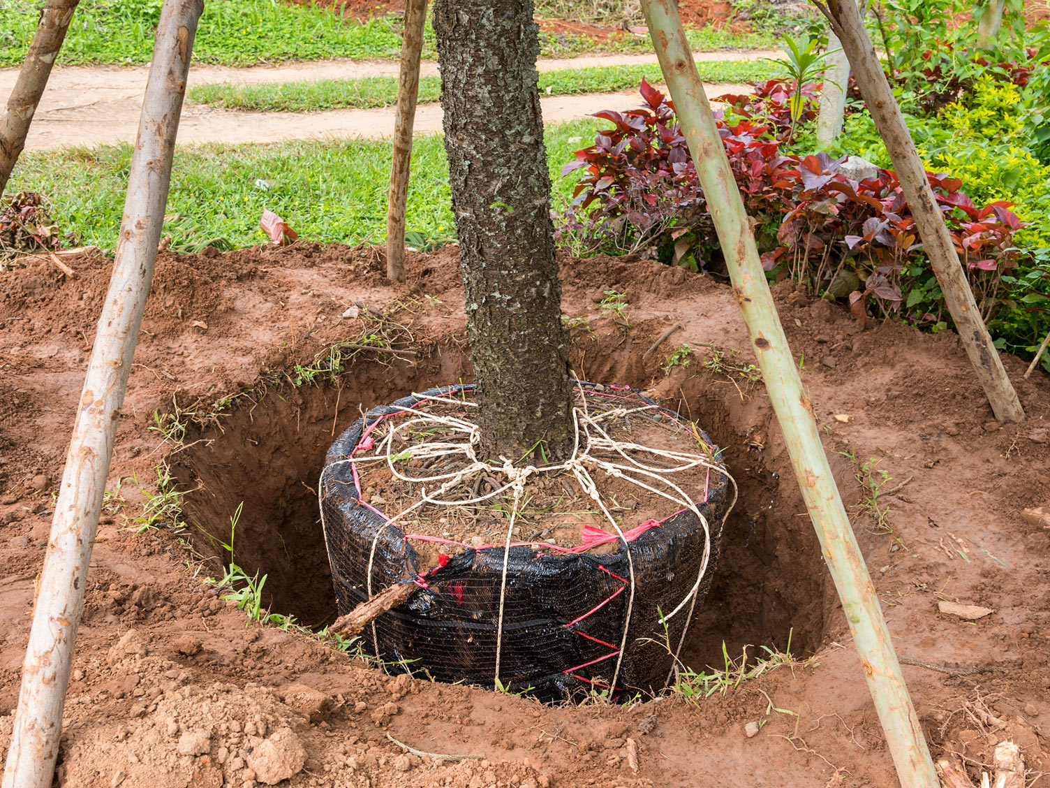 planting-a-tree.jpg Staking a tree to keep it stable whilst bedding in