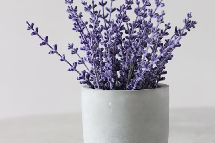 plants-proven-to-help-your-quality-of-sleep-2.jpg Plants Proven To Help Your Quality Of Sleep