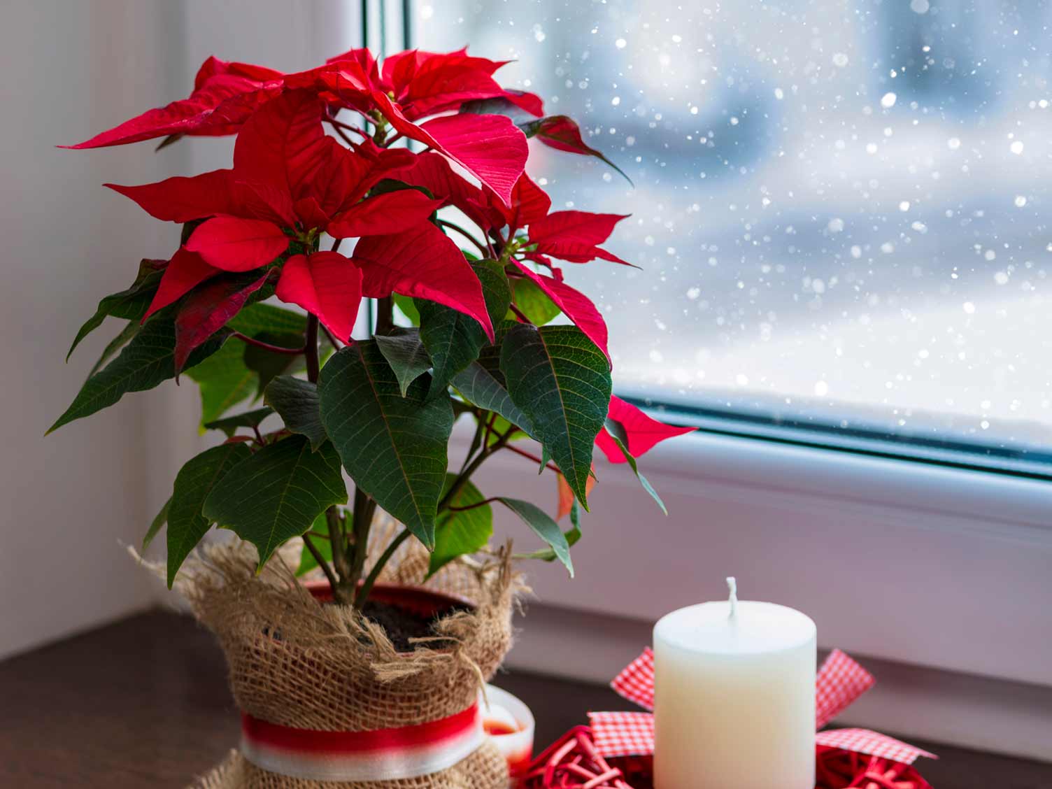 Poinsettia are popular at Christmastime