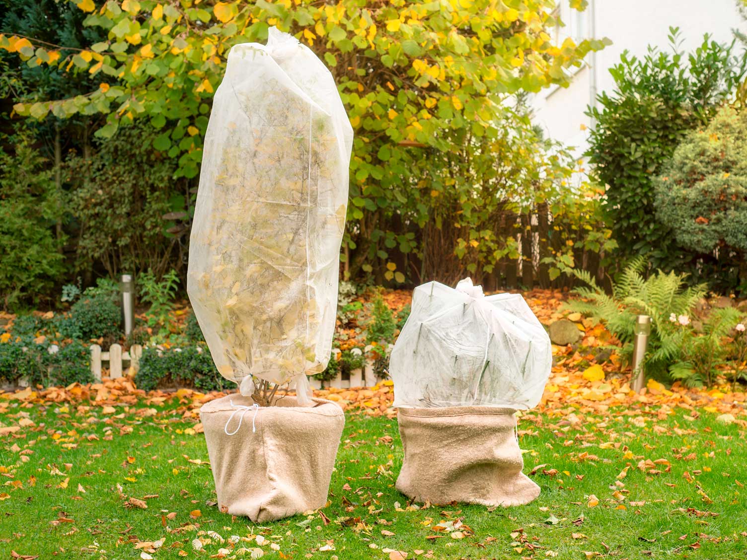 protecting-plants-in-winter-with-coverings.jpg Protecting winter plants using a sleeve