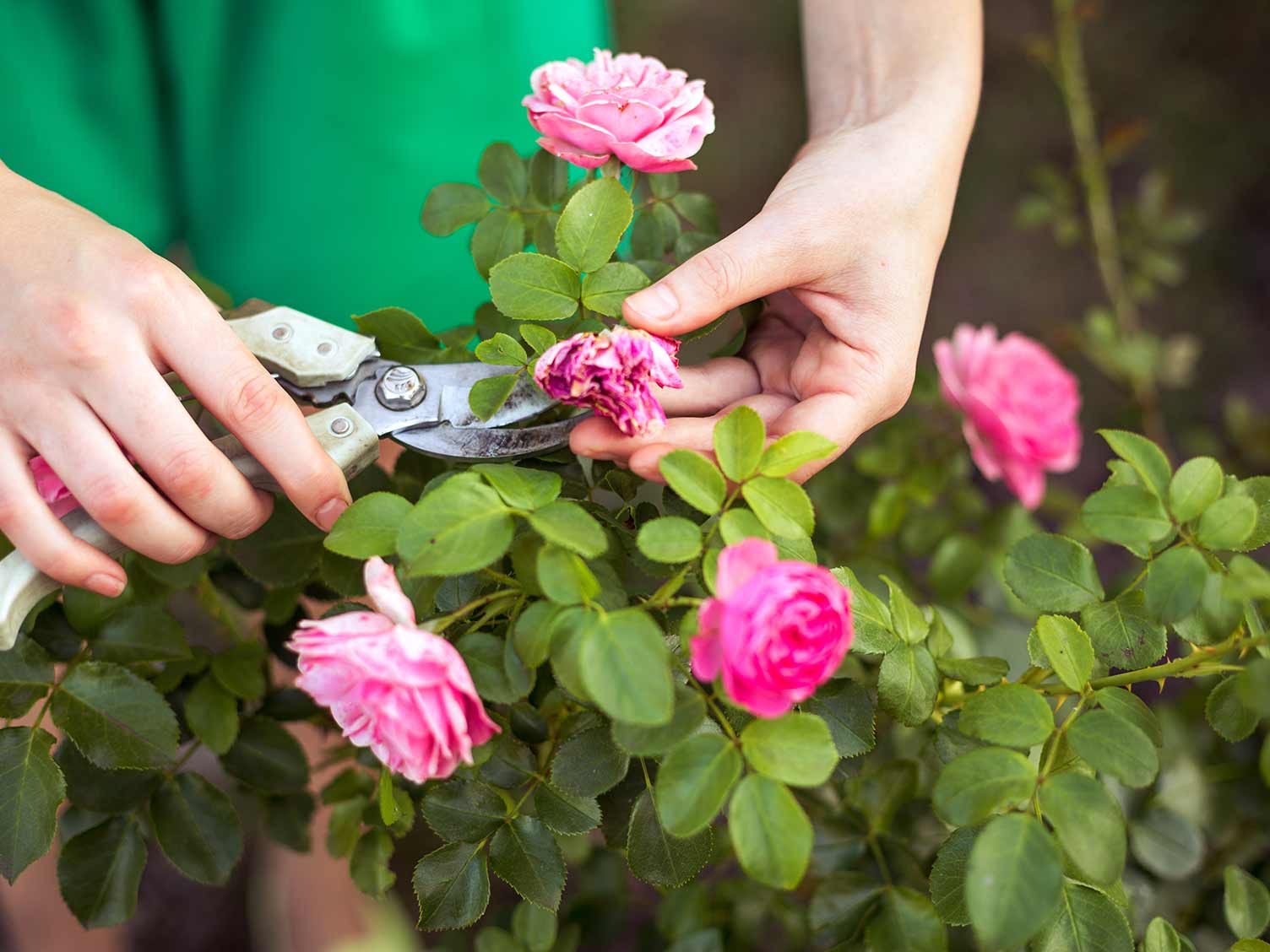pruning-patio-roses.jpg Pruning patio roses