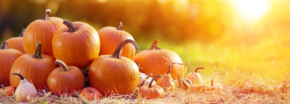 growing pumpkins