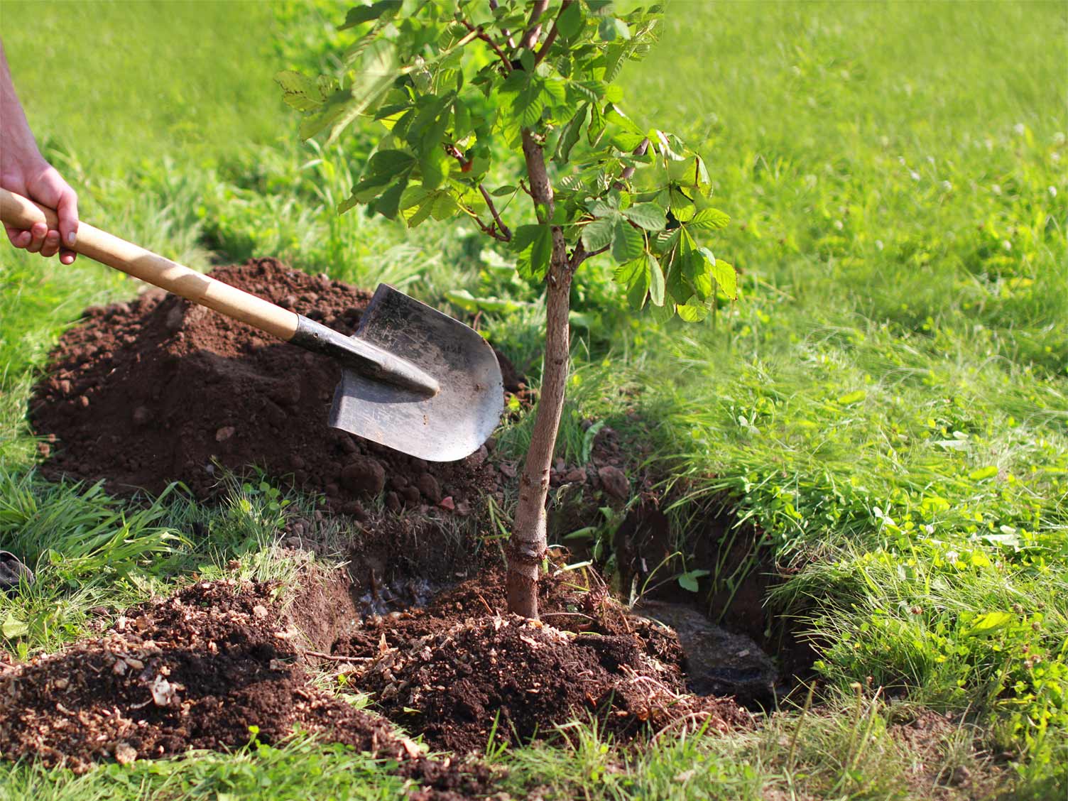 Placing a tree into hole in garden