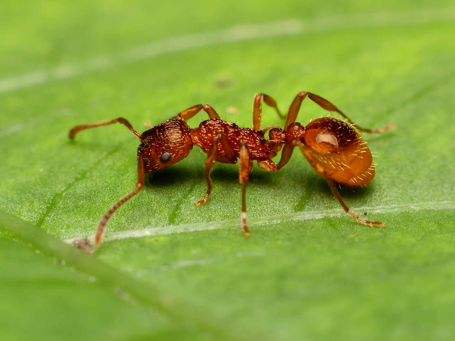 red-ant-myrmica-rubra.jpg Red ant (Myrmica rubra)