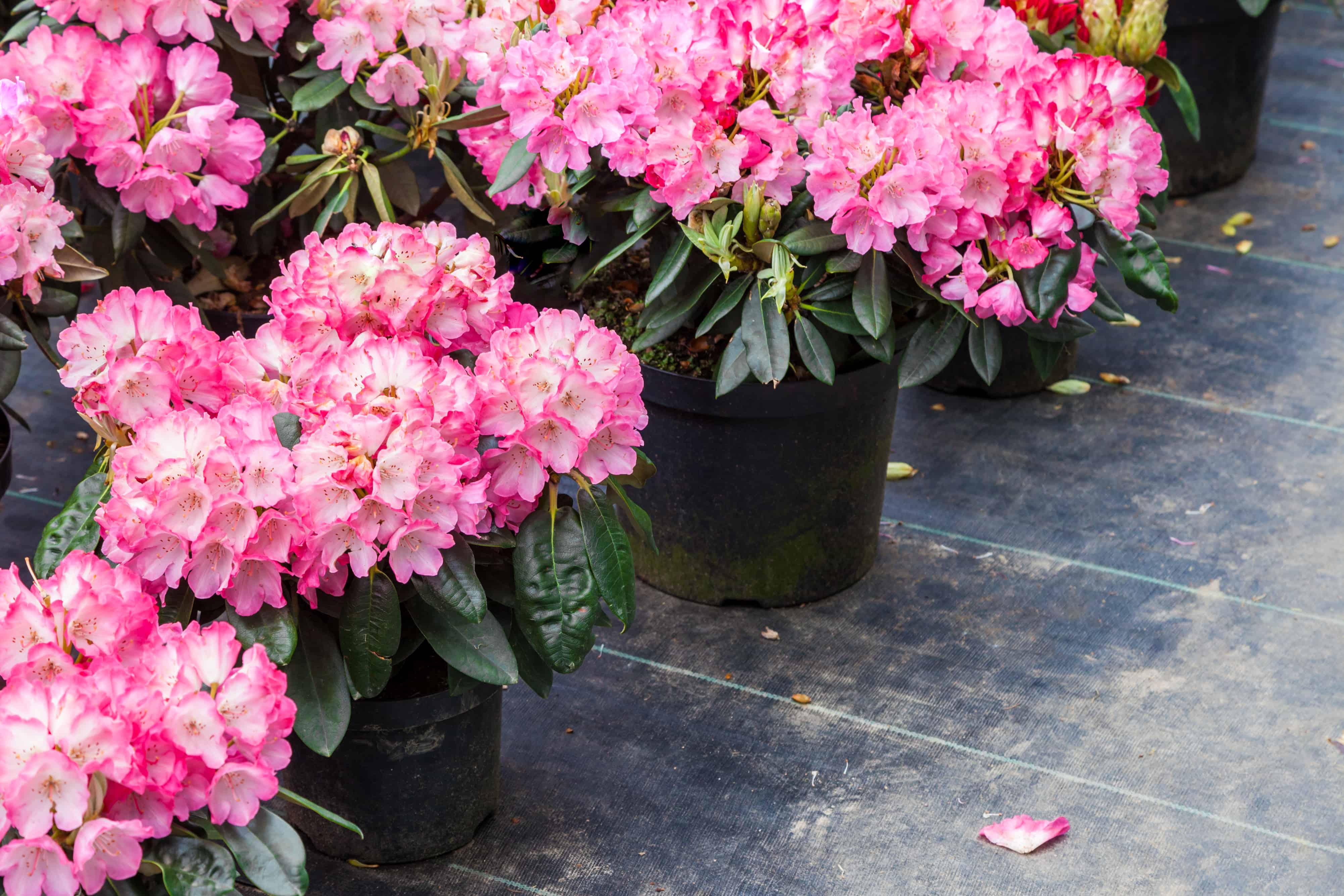 Pink rhododendrons in plastic pots