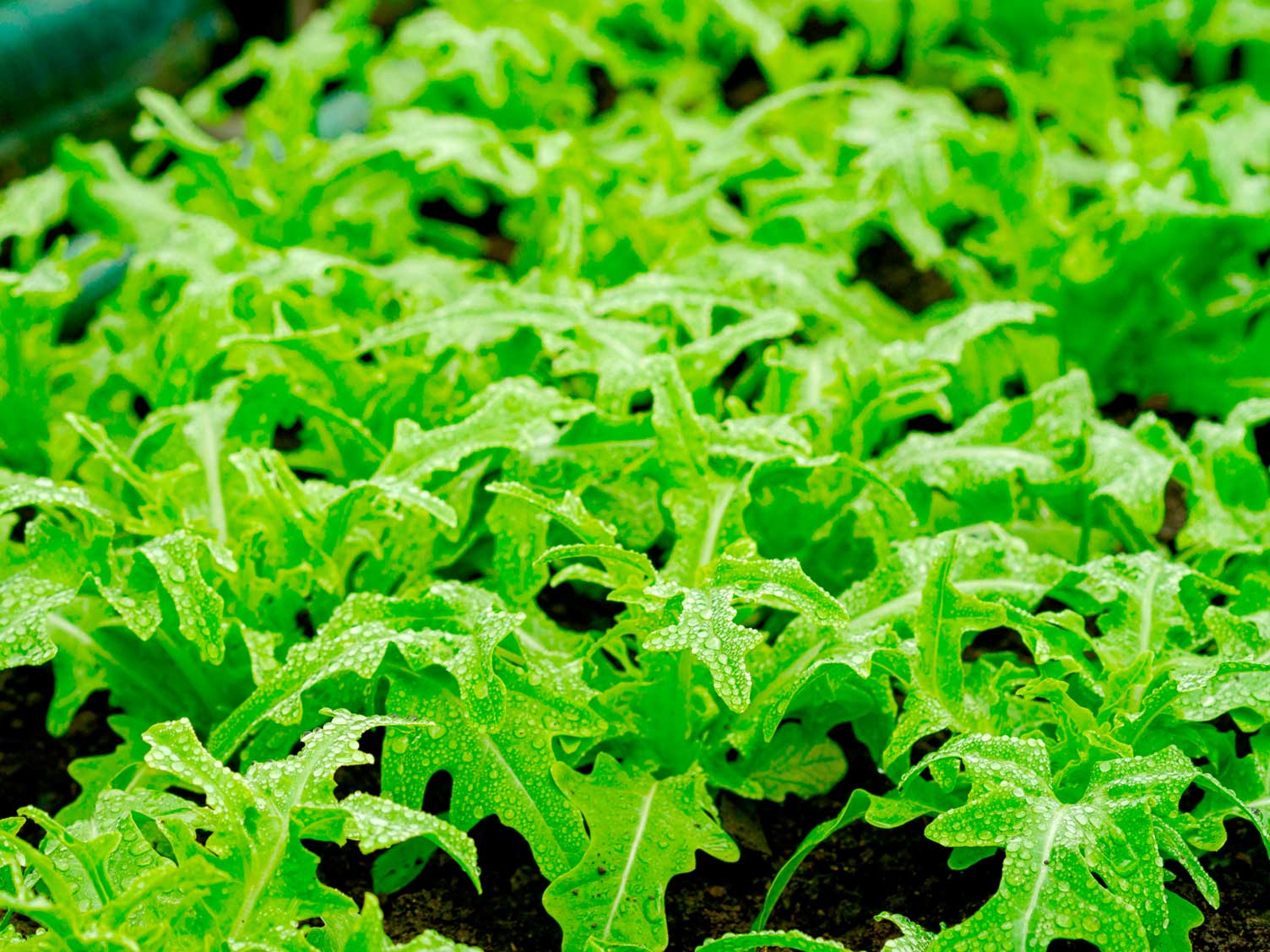 rocket-salad-leaves-growing.jpg Rocket salad leaves growing