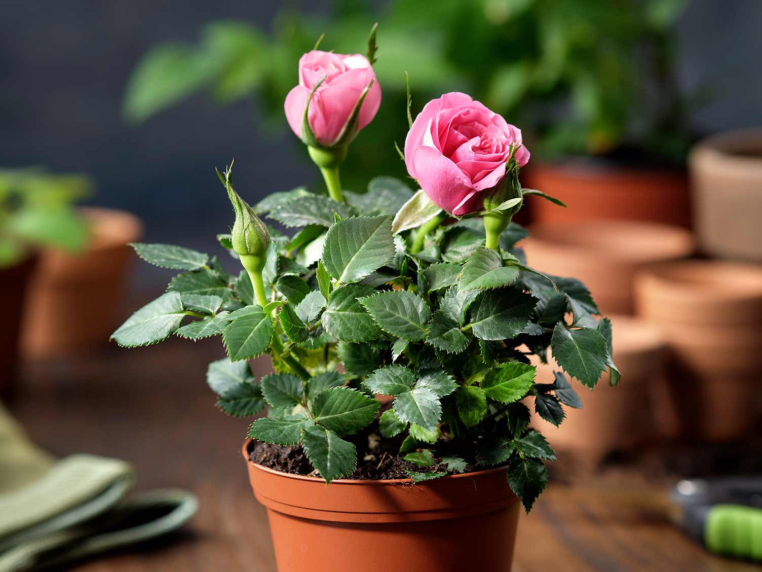 Growing patio roses in pots Love The Garden