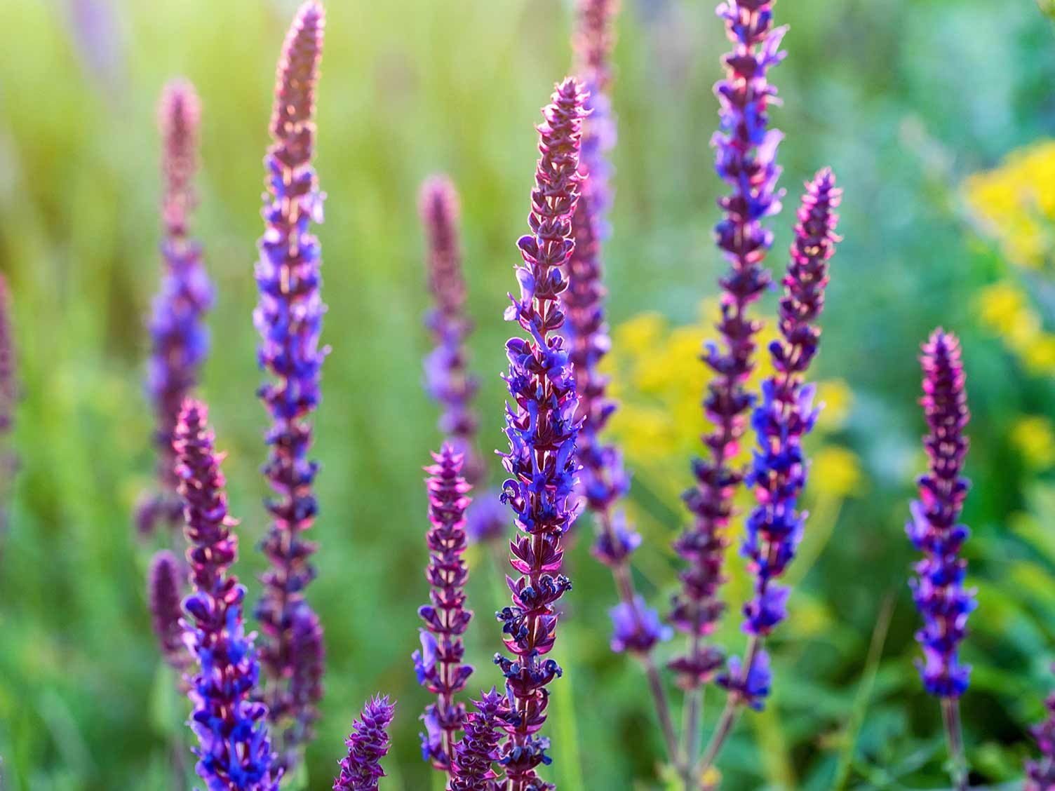 salvia-flowers-closeup.jpg Salvia flowers in closeup